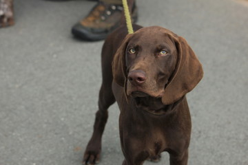 German Shorthaired Pointer