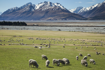 Obraz premium Sheep farm