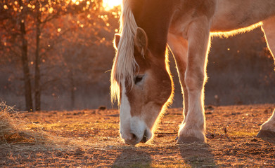 Belgian draft horse nibbling on hay, against settting sun