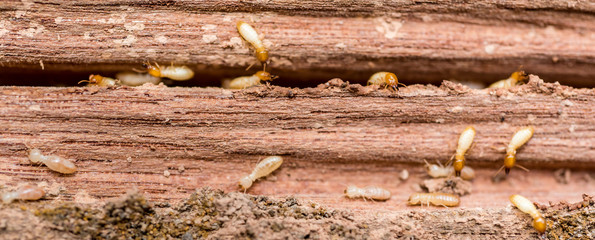 the  grunge wood board was eating by group of termites