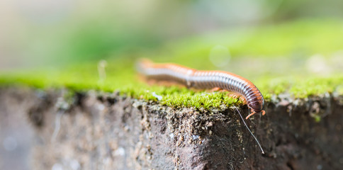 The Milliped climbing on redbrick with green moss