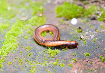 The Milliped climbing on redbrick with green moss