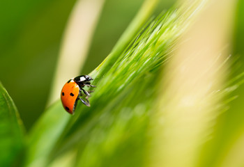ladybird on nature. macro