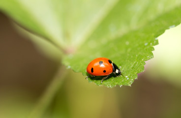 ladybird on nature. macro