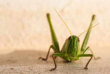 macro Grasshopper