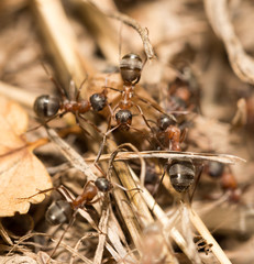 ants on the ground. macro