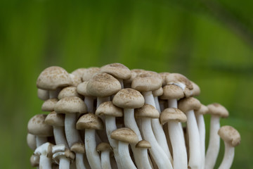 buna Shimeji mushrooms