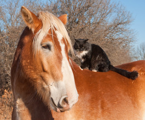 Big Belgian Draft horse with a long haired black and white cat sitting on his back
