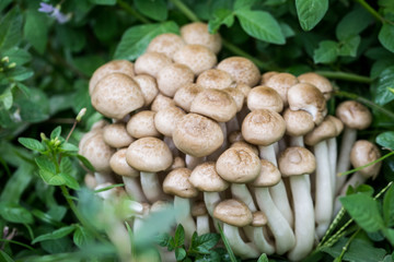 Buna Shimeji mushrooms