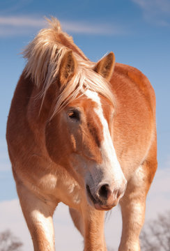Beautiful blonde Belgian draft horse looking down to the right of the viewer, with a sweet look on his face