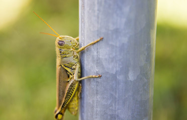 Grasshopper