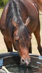 Head on shot of a horse drinking from a water trough in summer