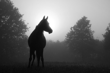 Black and white image of an Arabian horse in for at sunrise, silhouetted against sun