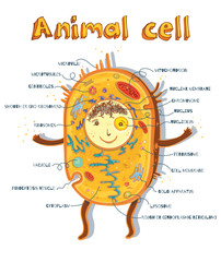 animal cell anatomy