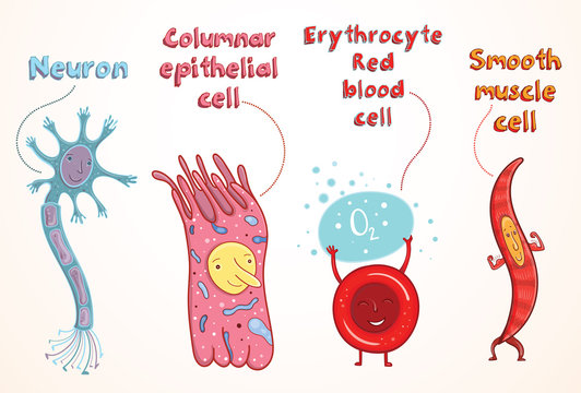 Vector illustration of human cells