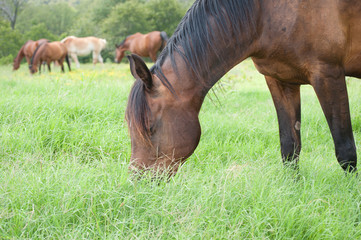 Happy dark bay horse grazing in lush knee deep grass in summer, with a herd of horses in the background