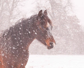 Dark bay Arabian horse in a blizzard