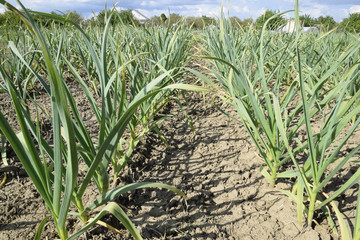 The cultivation of garlic in the garden. The bed of garlic