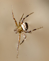 Spider on the water surface. macro