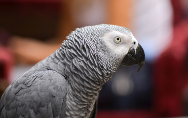 Portrait of an Congo African Grey Parrot (Psittacus erithacus erithacus)