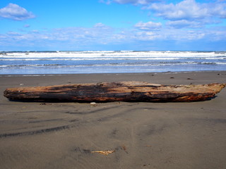 砂浜の流木