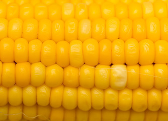 yellow corn as a background. macro