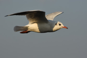 Seagull flying with open wings.