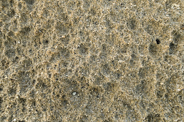 Texture. Rock on the beach, with embedded mollusks.