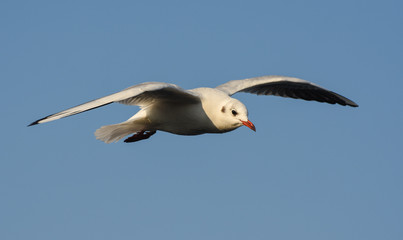 Seagull flying with open wings.