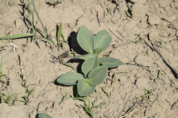 The young shoots of beans. Growing beans in the garden