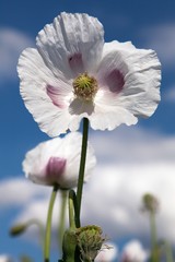 Detail of flowering opium poppy papaver somniferum
