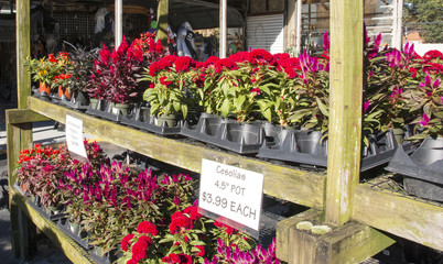 Cesolias flowers and others for sale