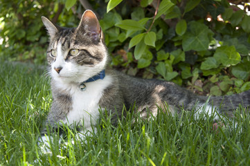 Cat in the Grass