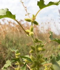 green prickly grass outdoors