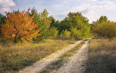 Fototapeta na wymiar Autumn forest and colorful trees 