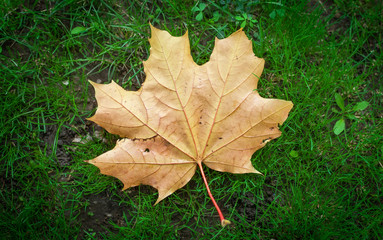 Dry autumn maple leaf on the green grass.
