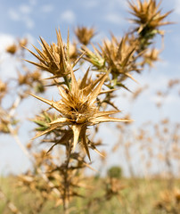 Fototapeta premium dry prickly grass against the sky
