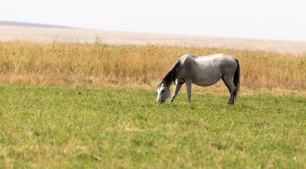 Obraz premium a horse in a pasture in nature