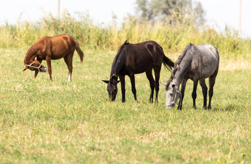 Naklejka na ściany i meble Three horses in a pasture in nature
