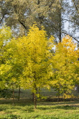 Obraz premium Yellow foliage in the autumn park
