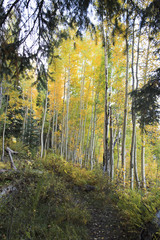 Colorado Forest