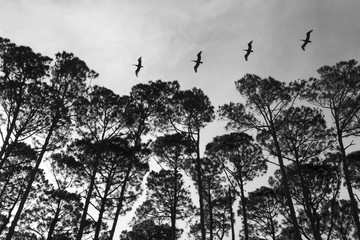 Line of birds flying over a beach