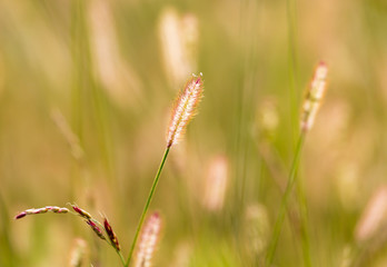 ears of corn on the grass on the nature