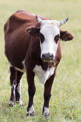 Fototapeta na wymiar cow in a pasture in nature