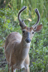 A wild deer in salt marshlands at low tide