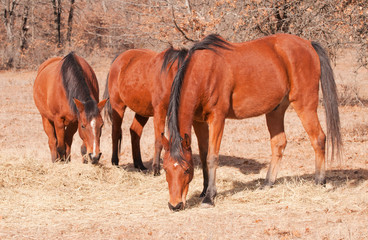 Fototapeta premium Three red bay horses eating hay off the ground on a sunny winter day