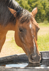 Red bay horse drinking out of a water trough