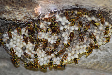 Wasp nest with wasps sitting on it. Wasps polist. The nest of a family of wasps which is taken a close-up