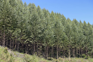 Eucalyptus plantation for industrial use