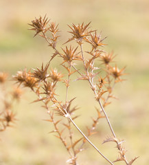 dry prickly grass outdoors